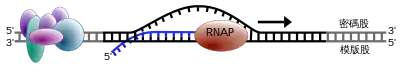 RNA聚合酶沿着一条DNA移动，合成一股新的RNA